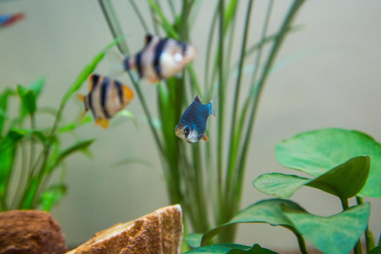 B&B Aquarium 圣贝内代托-德尔特龙托 外观 照片