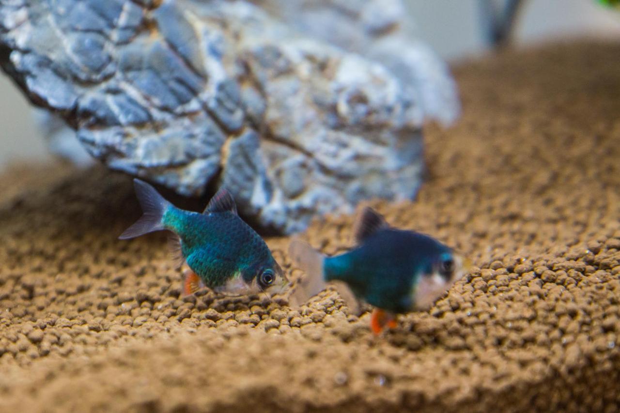 B&B Aquarium 圣贝内代托-德尔特龙托 外观 照片